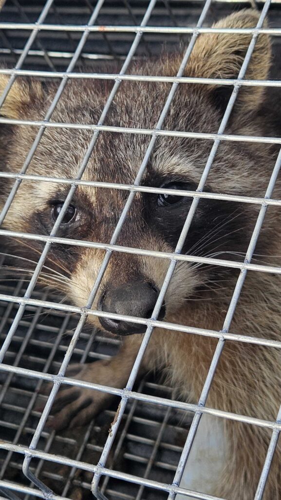 Wildlife Control Clare