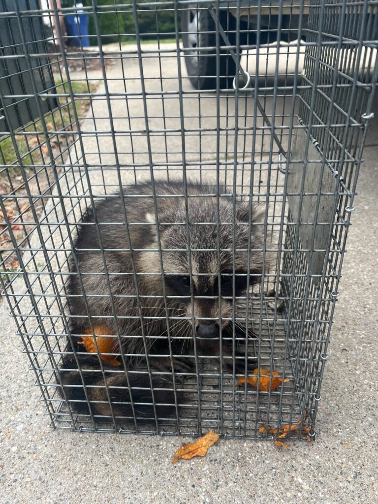 Wildlife Control Clare