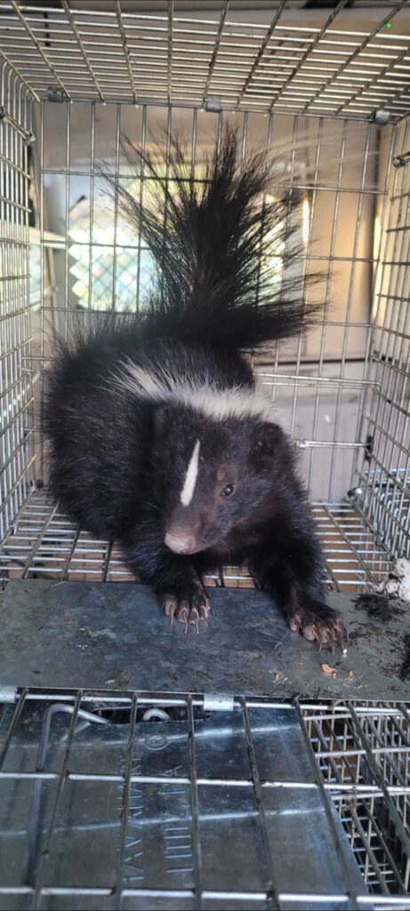 Wildlife Control Clare